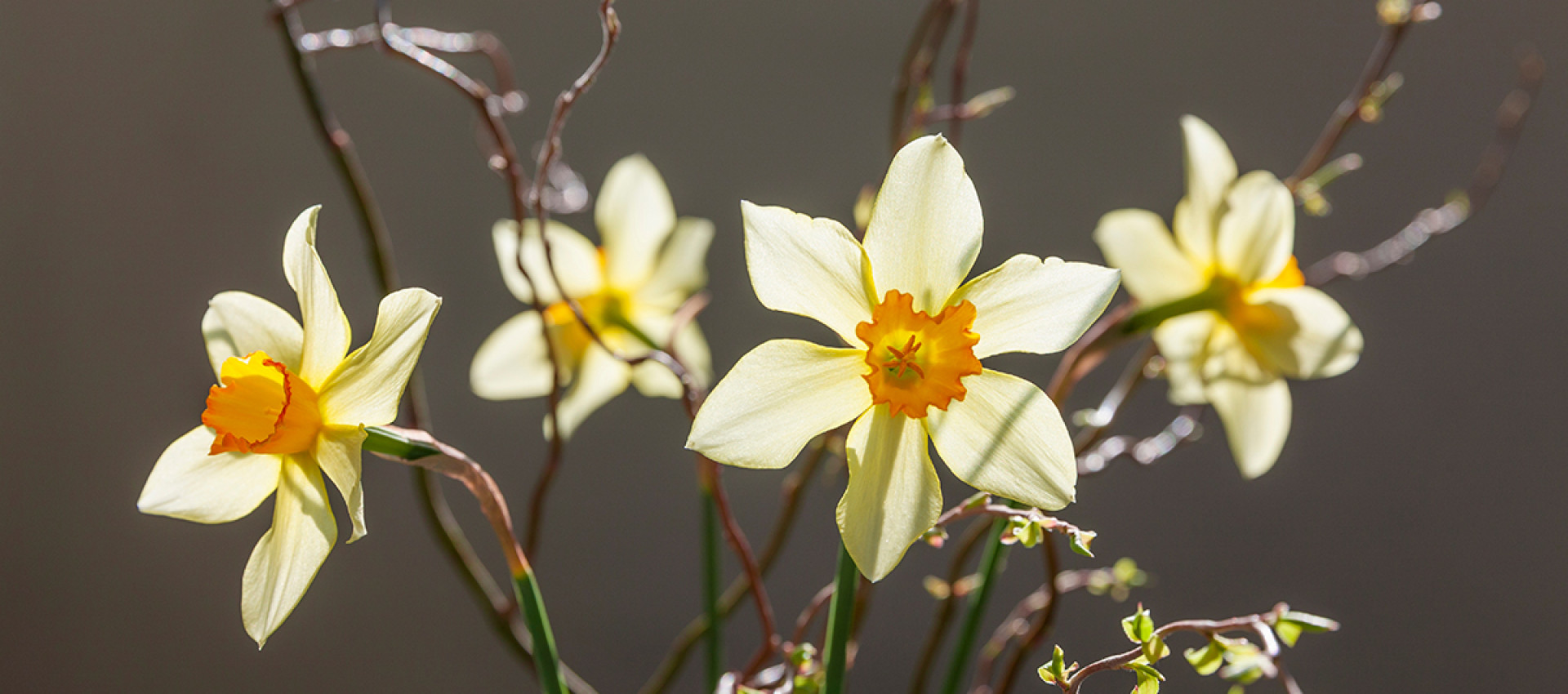Ostern mit Feng-Shui: So gestalten Sie Ihr Zuhause für eine harmonische Feiertagsstimmung